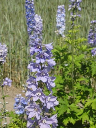 Picture of Delphinium Pacific Giants Guinevere