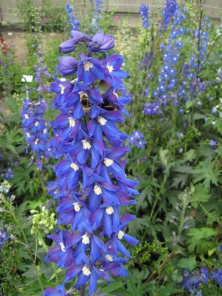 Picture of Delphinium Pacific Giants King Arthur