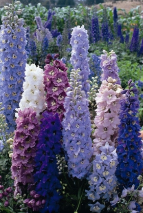 Picture of Delphinium Pacific Giants Round Table