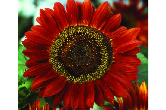 Helianthus (Sunflower) - Red Sun | Wholesale & commercial seed ...