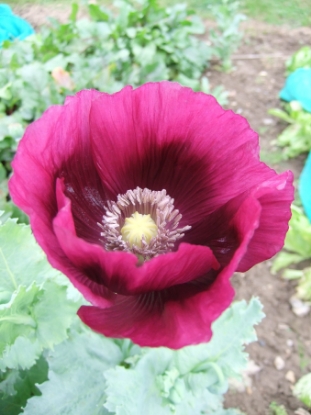 Picture of Papaver Laurens Grape