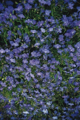 Picture of Lobelia Cambridge Blue