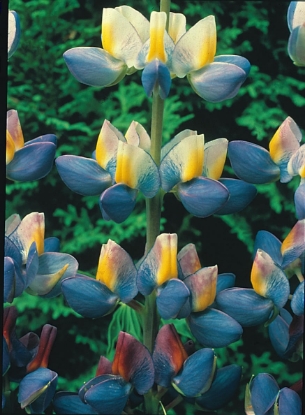 Picture of Lupin Sunrise