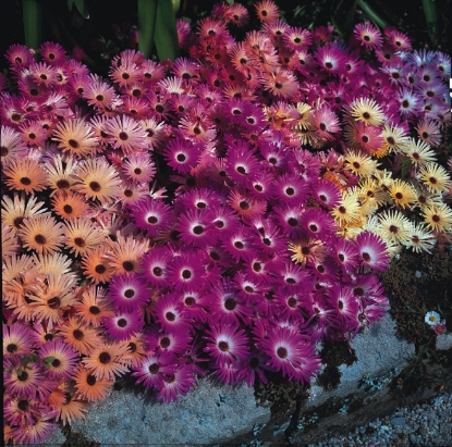 Picture of Mesembryanthemum Magic Carpet