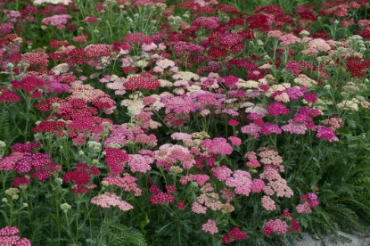 Picture of Achillea Summer Berries F2