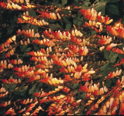 Picture of Mina Lobata Exotic Love