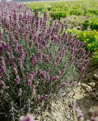 Picture of Lavender Hidcote Blue