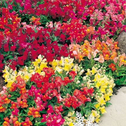 Picture of Antirrhinum Magic Carpet Mixed F2