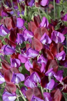 Picture of Sweet Pea Matucana