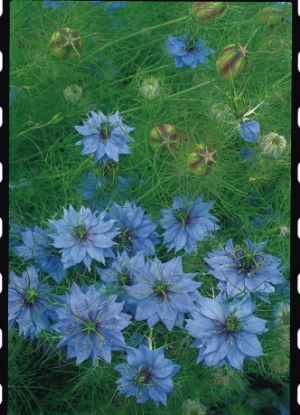 Picture of Nigella Miss Jekyll Light Blue