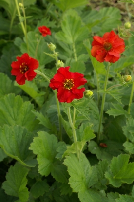 Picture of Geum Mrs Bradshaw