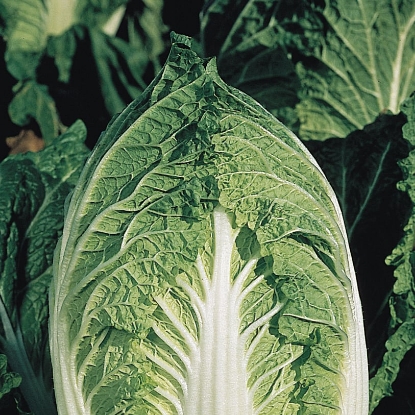 Picture of Chinese Cabbage Yuki F1