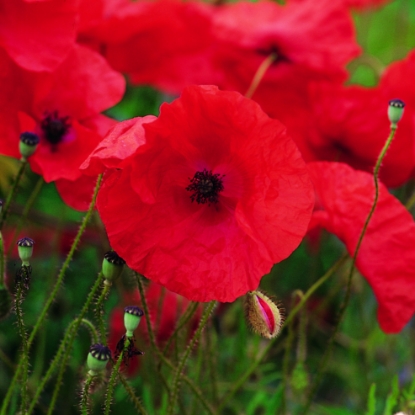 Picture of Papaver Rhoeas Field Poppy