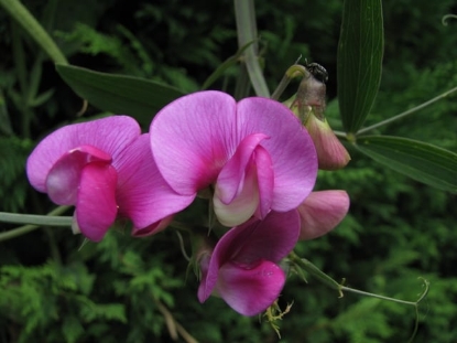 Picture of Lathyrus Latifolius - Red Pearl