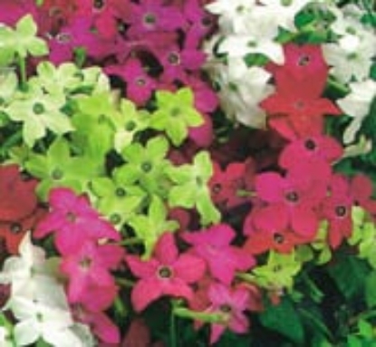 Picture of Nicotiana Lime Green
