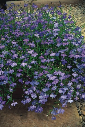 Picture of Lobelia Pendula Sapphire