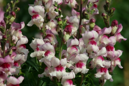 Picture of Antirrhinum Lucky Lips