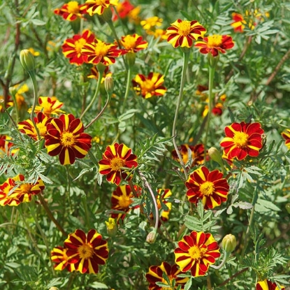Picture of French Marigold Jolly Jester