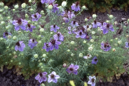 Picture of Nigella Miss Jekyll Oxford Blue