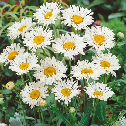 Picture of Chrysanthemum Leucanthemum Crazy Daisy