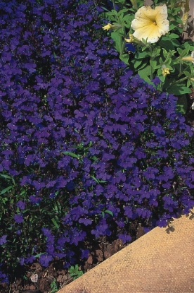 Picture of Lobelia Crystal Palace