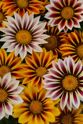 Picture of Gazania New Day Tiger Stripes
