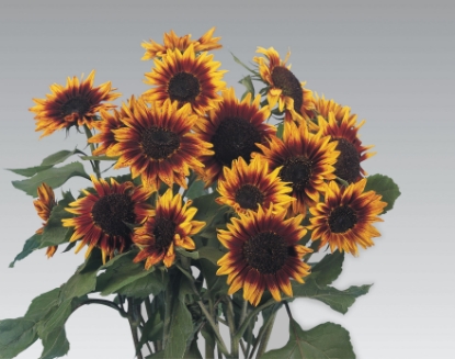 Picture of Helianthus (Sunflower) Ring Of Fire