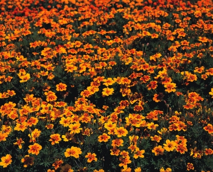 Picture of French Marigold Naughty Marietta
