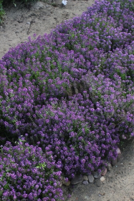 Picture of Alyssum Oriental Nights