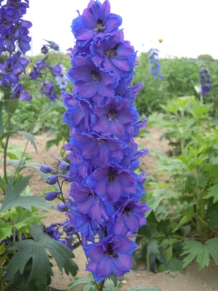 Picture of Delphinium Pacific Giants Blue Bird