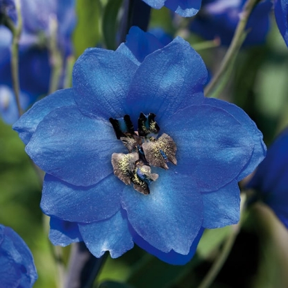 Picture of Delphinium Pacific Giants Blue Jay