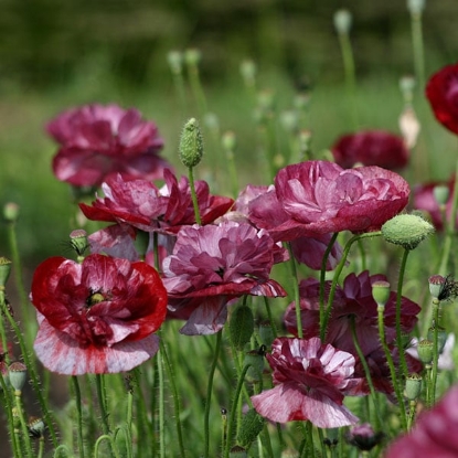 Picture of Papaver Rhoeas Pandora