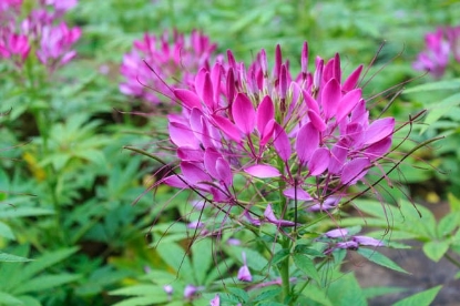 Picture of Cleome Cherry Queen