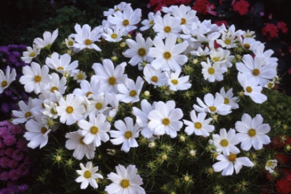 Picture of Cosmos Purity