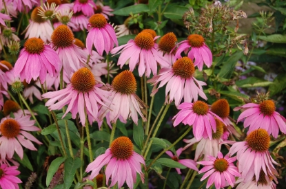 Picture of Echinacea Purpurea