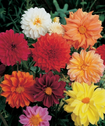 Picture of Dahlia Figaro Improved Mixed