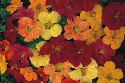 Picture of Nasturtium Gleam Blended Mixed