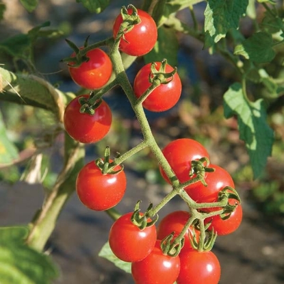 Picture of Tomato Vesper F1