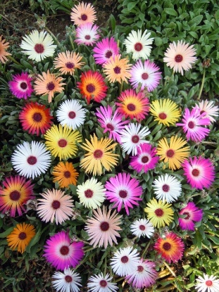 Picture of Mesembryanthemum Harlequin