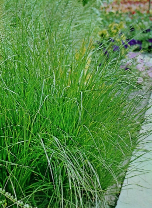 Picture of Grasses - Stipa Capillata
