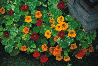 Picture of Nasturtium Tom Thumb Series Alaska Mixed