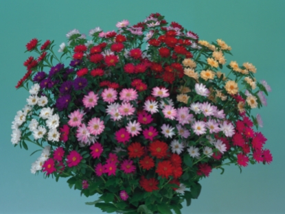 Picture of Aster Serenade Mixed