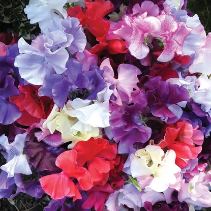 Picture of Sweet Pea Spencer Waved Premium Mixed