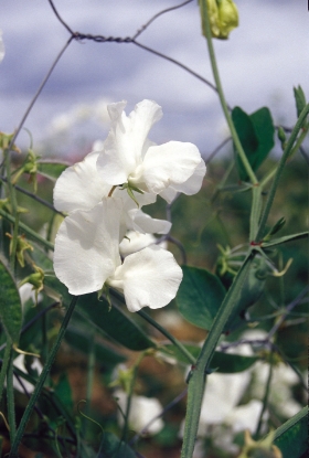 Picture of Sweet Pea - Swan Lake