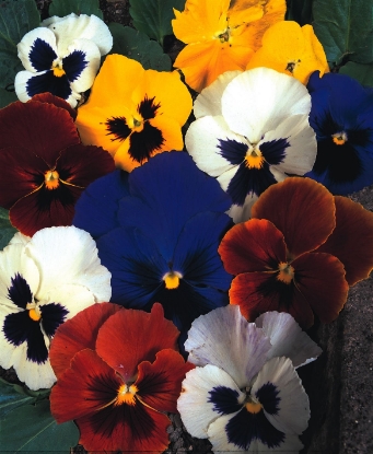 Picture of Pansy Swiss Giants Mixed