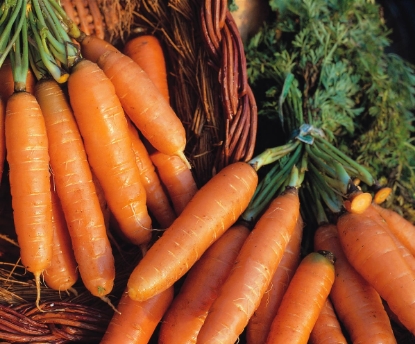Picture of Carrot Amsterdam Forcing