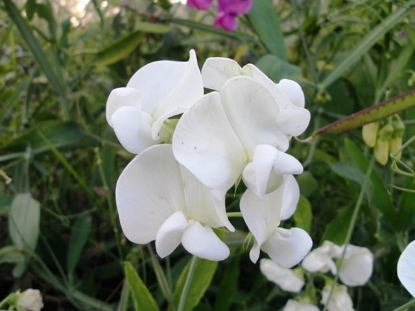 Picture of Lathyrus Latifolius - White Pearl