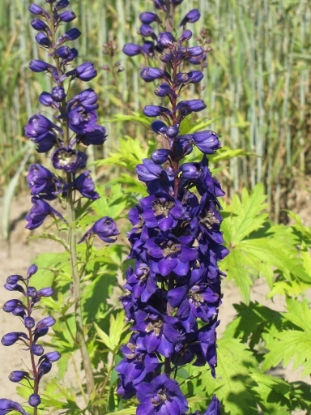Picture of Delphinium Pacific Giants Black Knight