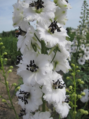 Picture of Delphinium Pacific Giants Galahad