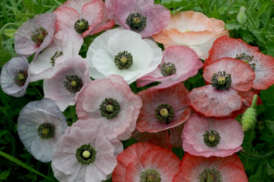 Papaver Rhoeas - Mother Of Pearl | Wholesale & commercial seed ...